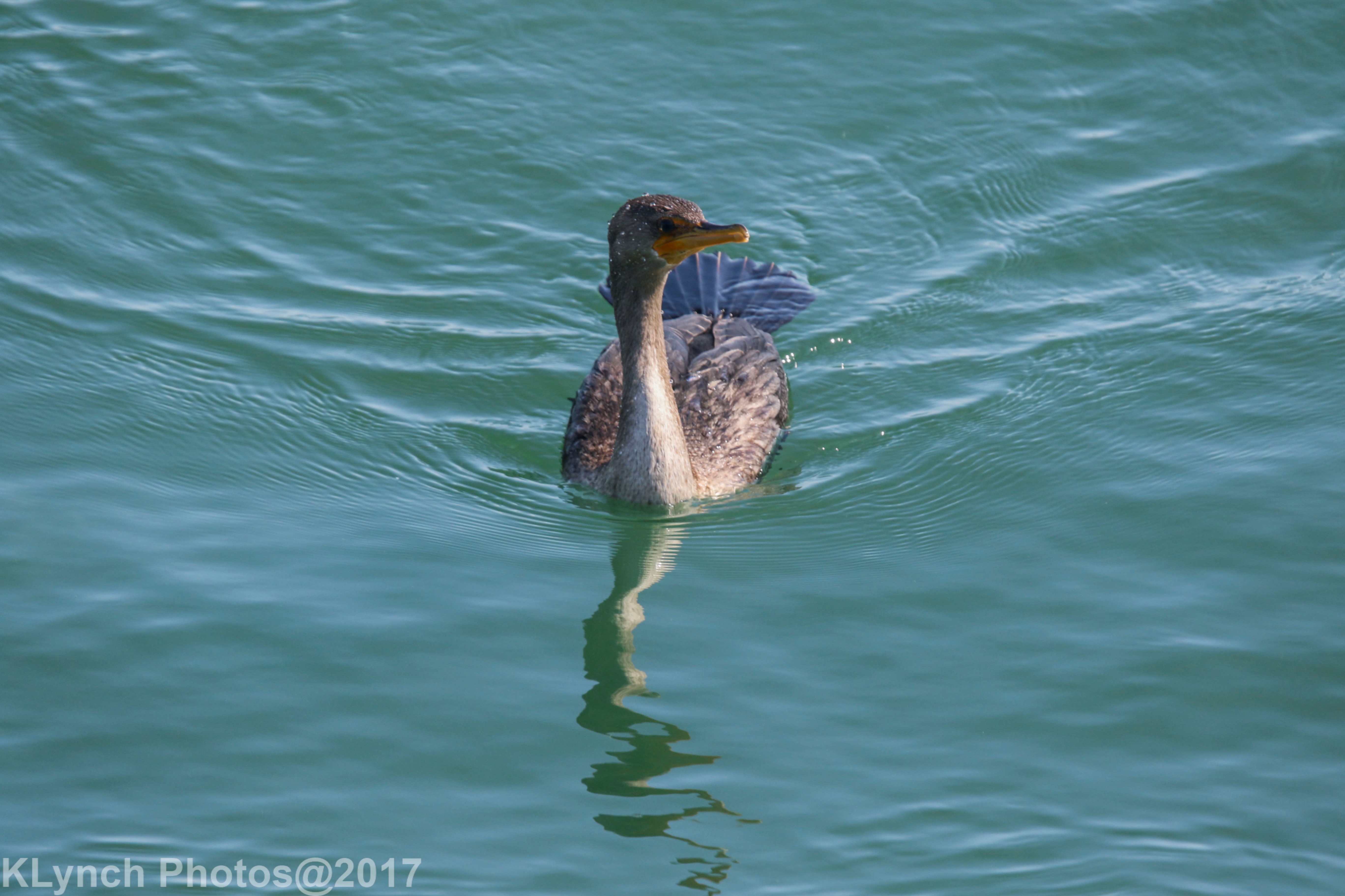 Cormorant in Chatham 09/04/2017 Cape Cod Adventure Pictures