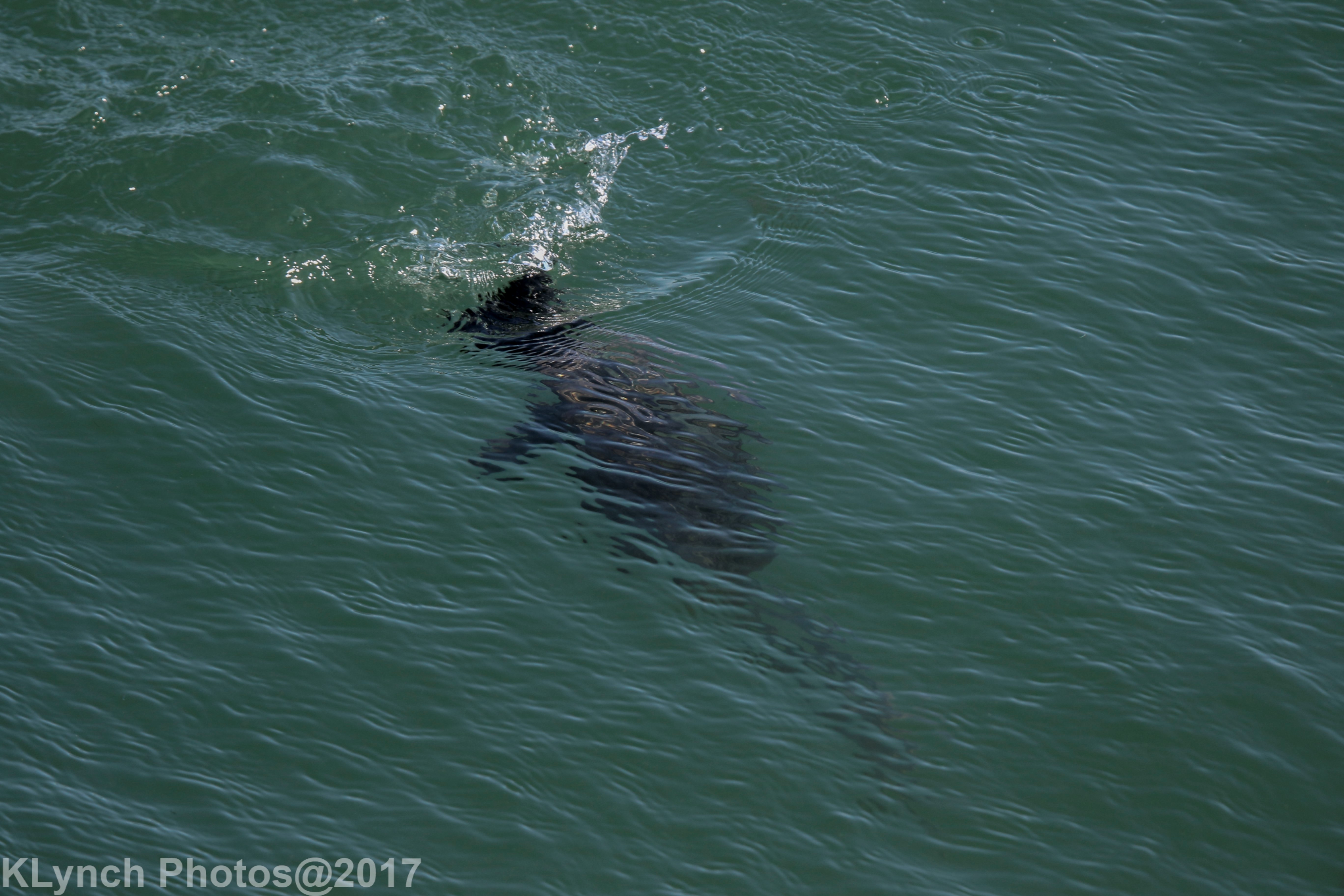 Cormorant in Chatham 09/04/2017 Cape Cod Adventure Pictures