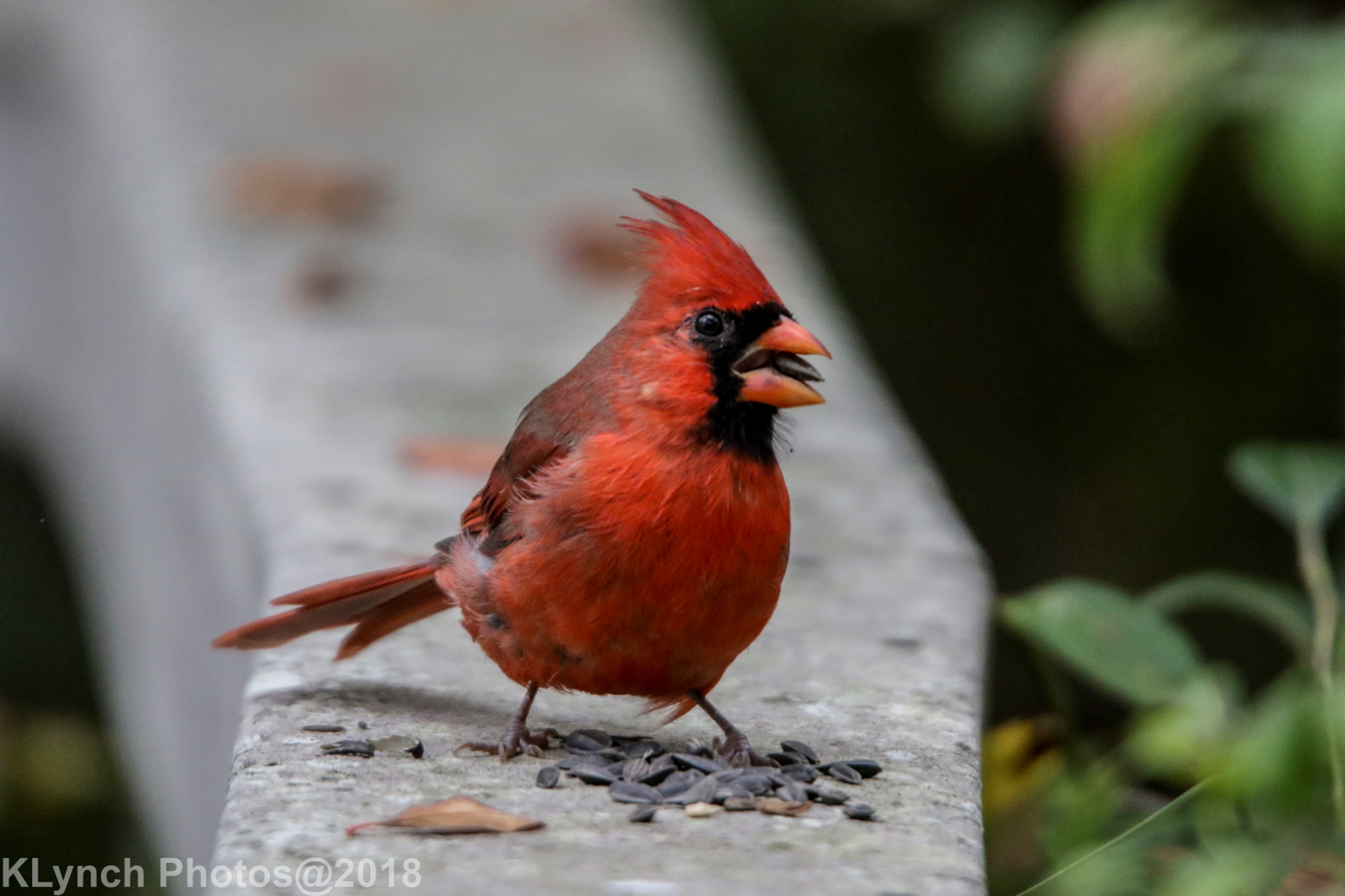 Cardinals in Provincetown 10/08/18 – Cape Cod Adventure Pictures
