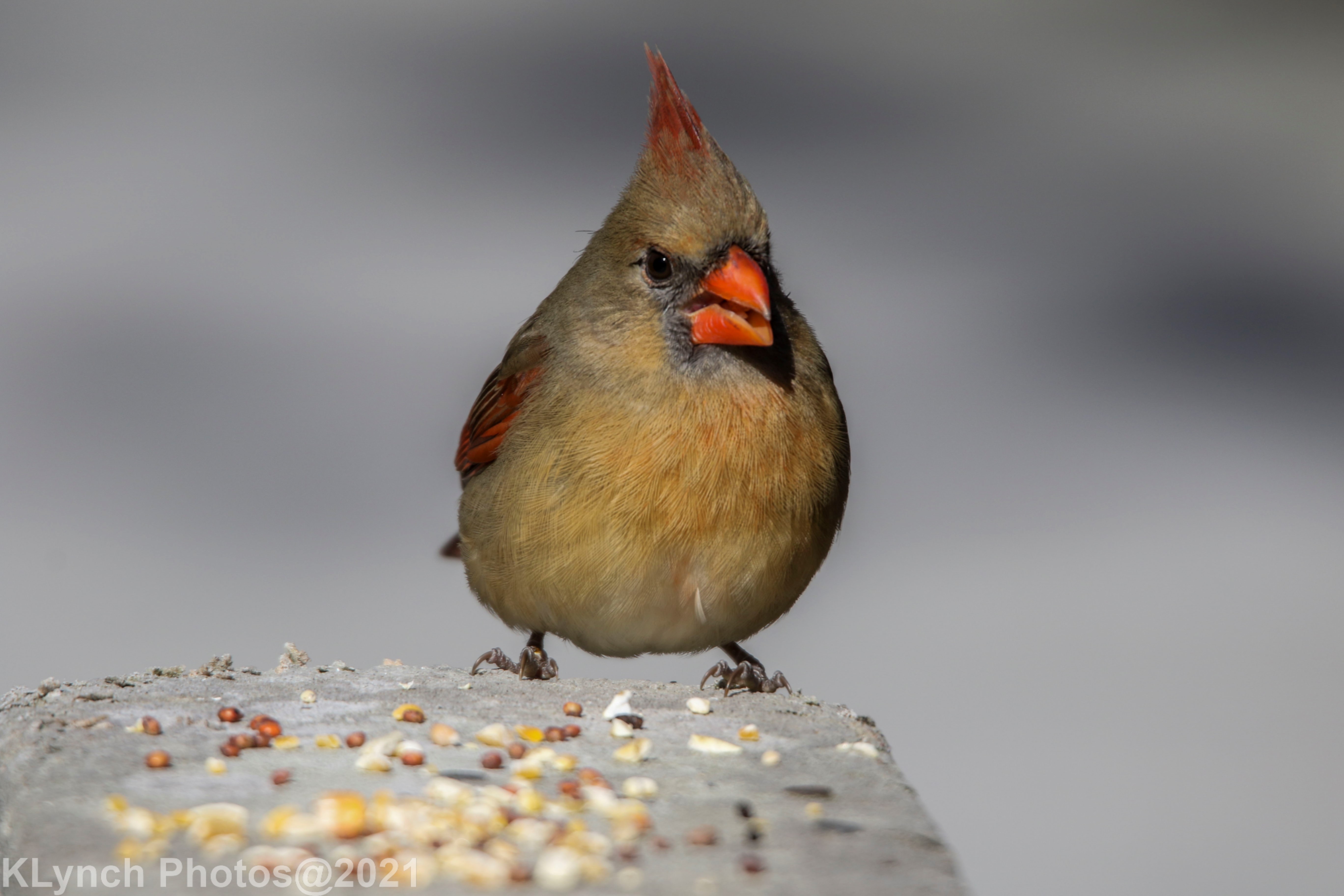Cardinal in Provincetown 02/17/21 – Cape Cod Adventure Pictures