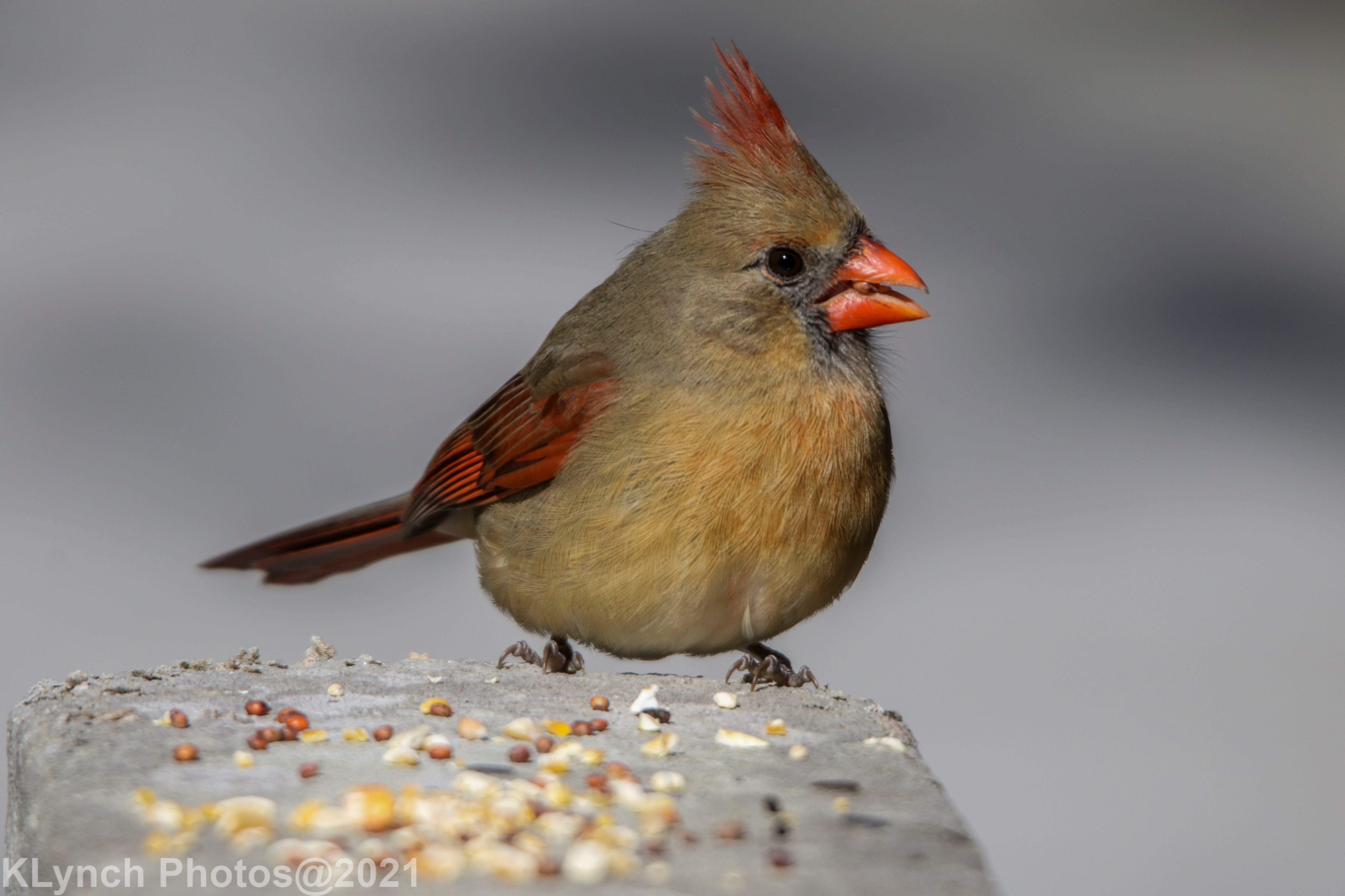 Cardinal in Provincetown 02/17/21 – Cape Cod Adventure Pictures